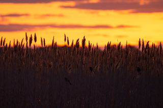 Birding Adventure at Parker River National Wildlife Refuge, Massachusetts