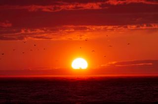 The sun clearing the horizon over the Atlantic with birds in silhouette